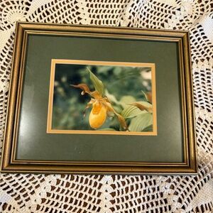 Yellow Lady's Slipper orchid (Cypripedium parviflorum) framed photograph